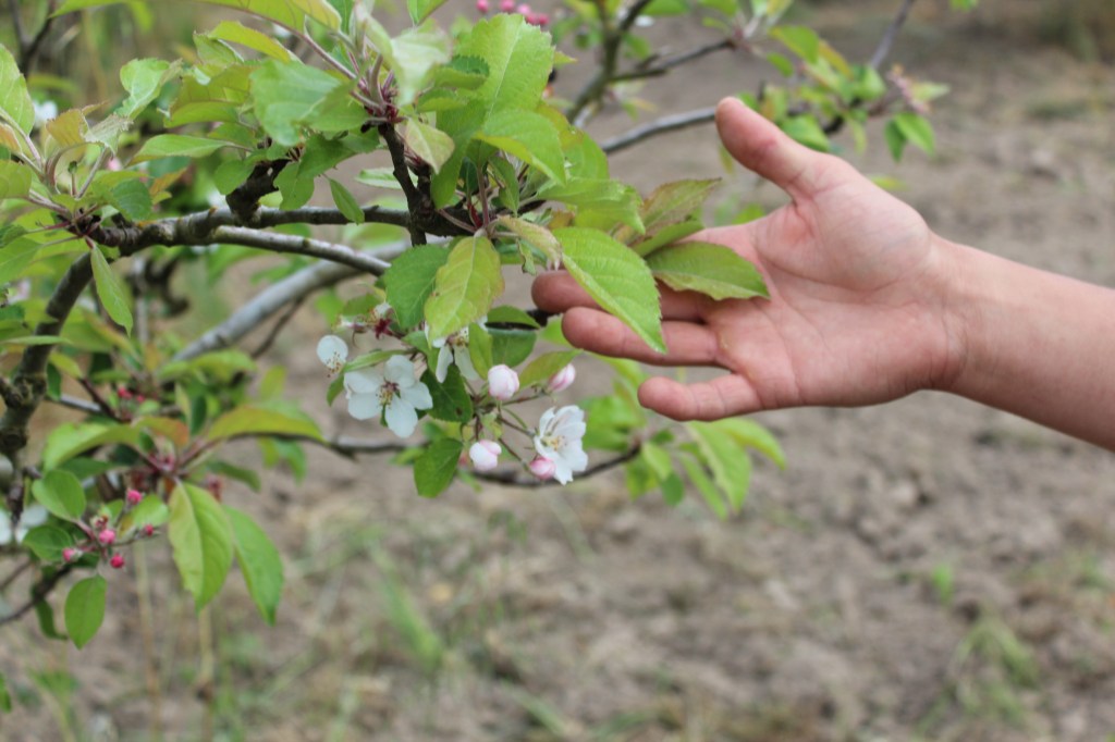 Hand Holding Green Foliage